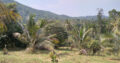 A Valuable 10 Acres Land for Sale in Rambukkana Road, Kegalle.