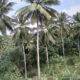 A Valuable 10 Acres Land for Sale in Rambukkana Road, Kegalle.