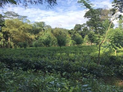 Cultivated Tea Land, Sale at Deraniyagala.