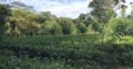 Agriculture,commercial,residential Tea Land, Sale at Deraniyagala.