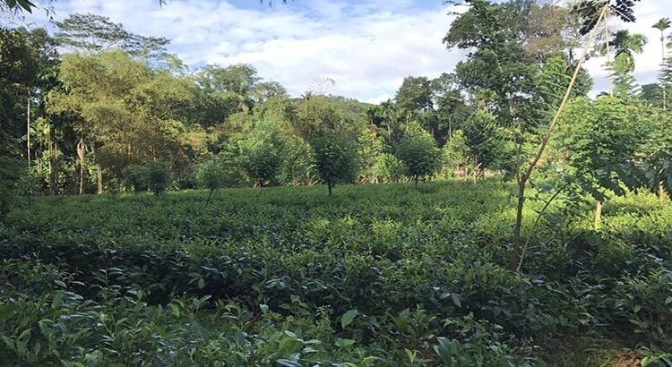 Agriculture,commercial,residential Tea Land, Sale at Deraniyagala.