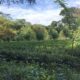 Agriculture,commercial,residential Tea Land, Sale at Deraniyagala.