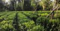 Agriculture,commercial,residential Tea Land, Sale at Deraniyagala.