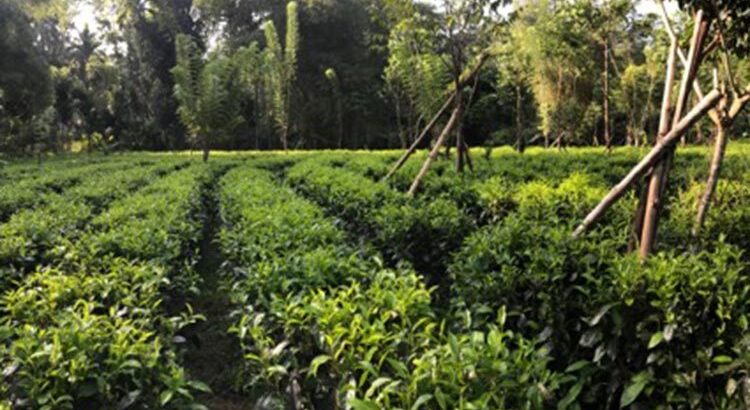 Agriculture,commercial,residential Tea Land, Sale at Deraniyagala.