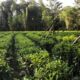 Agriculture,commercial,residential Tea Land, Sale at Deraniyagala.