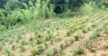 Agriculture,commercial,residential Tea Land, Sale at Deraniyagala.