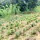 Agriculture,commercial,residential Tea Land, Sale at Deraniyagala.