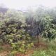 Agriculture,commercial,residential Tea Land, Sale at Deraniyagala.