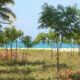 26 Acres of Beach front Land for Sale at Pasikuda.