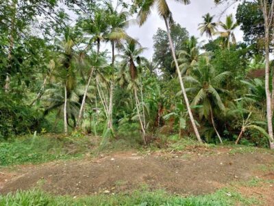 Cultivated Land for Sale in Dikwella, Matara in scenic environment
