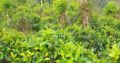 11 acres partly cultivated land for sale in Uda Neeri Ella, Kuruwita, Ratnapura.