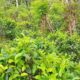 11 acres partly cultivated land for sale in Uda Neeri Ella, Kuruwita, Ratnapura.