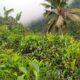 11 acres partly cultivated land for sale in Uda Neeri Ella, Kuruwita, Ratnapura.