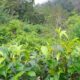 11 acres partly cultivated land for sale in Uda Neeri Ella, Kuruwita, Ratnapura.