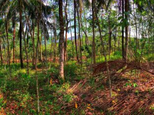 Land for sale near the Dodangoda expressway entrance