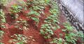 ⭕️Land for Sale IBULGODA