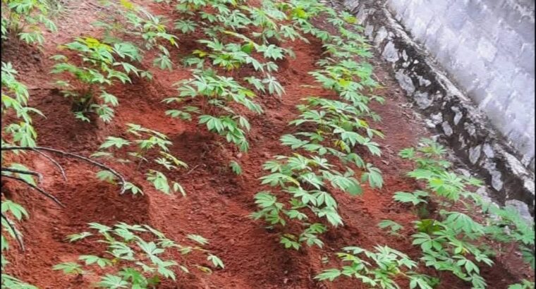 ⭕️Land for Sale IBULGODA