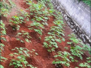 ⭕️Land for Sale IBULGODA