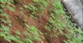⭕️Land for Sale IBULGODA