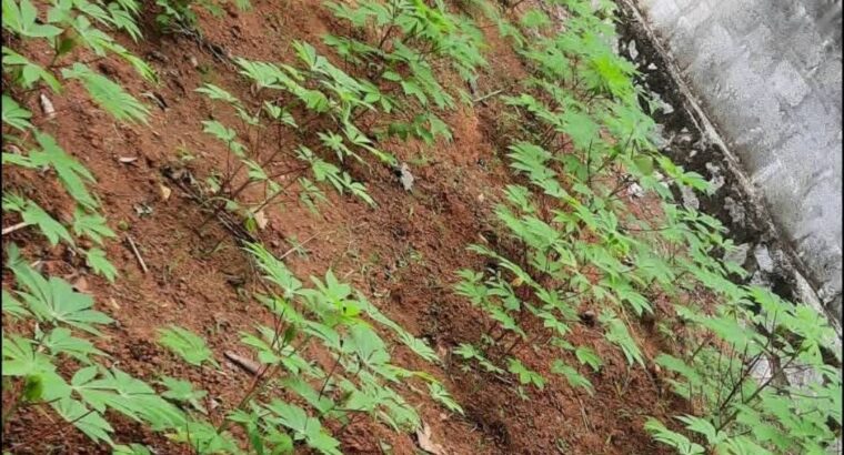 ⭕️Land for Sale IBULGODA